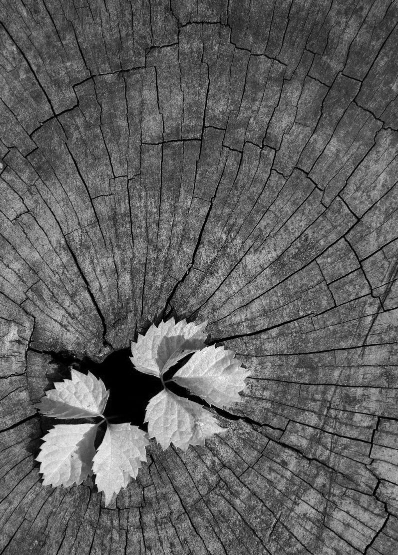 Erneuerung & nachhaltiges Unternehmenswachstum Schwarzweißbild von einem Baum. Die Jahresringe sind gut sichtbar, ebenfalls einige Risse. In der Mitte ist ein kleines Loch, aus dem ein neuer Trieb mit Blättern wächst