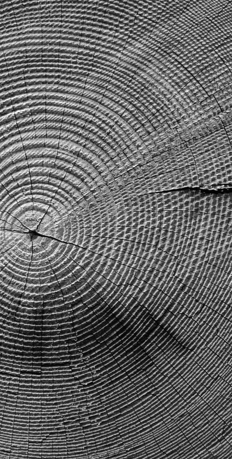 Unternehmenserfolg Wachstum Baum Ausschnitt eines Baumstamms mit Jahresringen. Schwarzweiß-Fotografie.